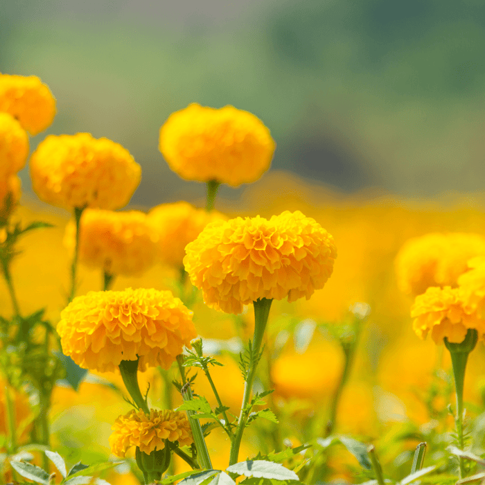 How to Grow a Marigold From Seed