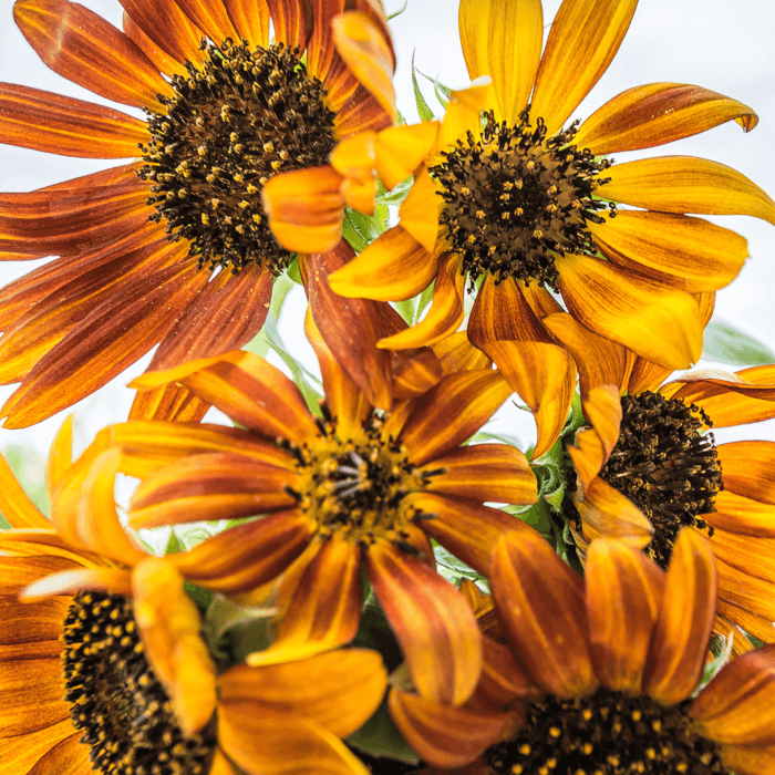 How to Grow Autumn Beauty Sunflowers From Seed