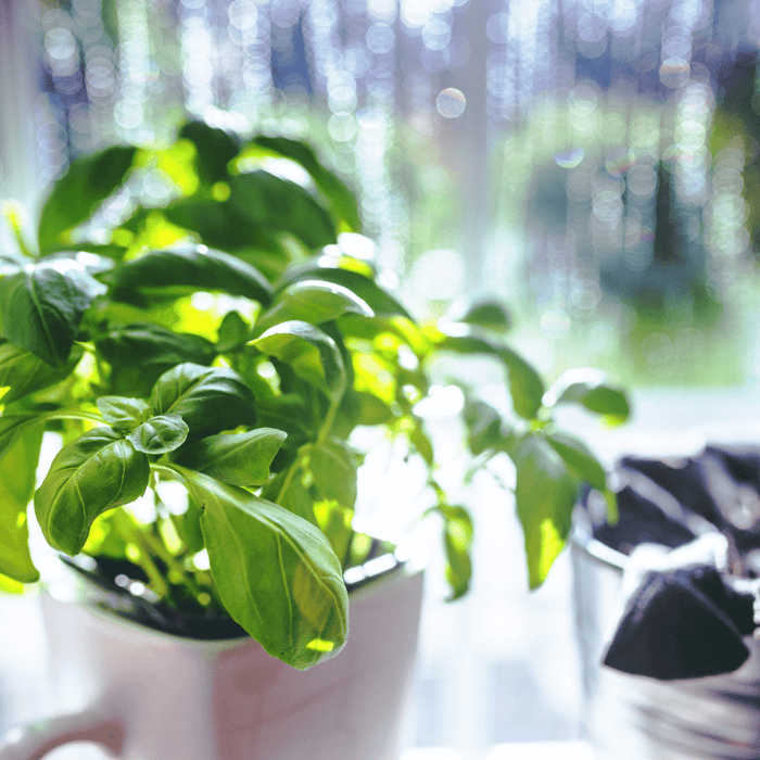 How to Grow Basil At Home From Seeds Gardeners Basics