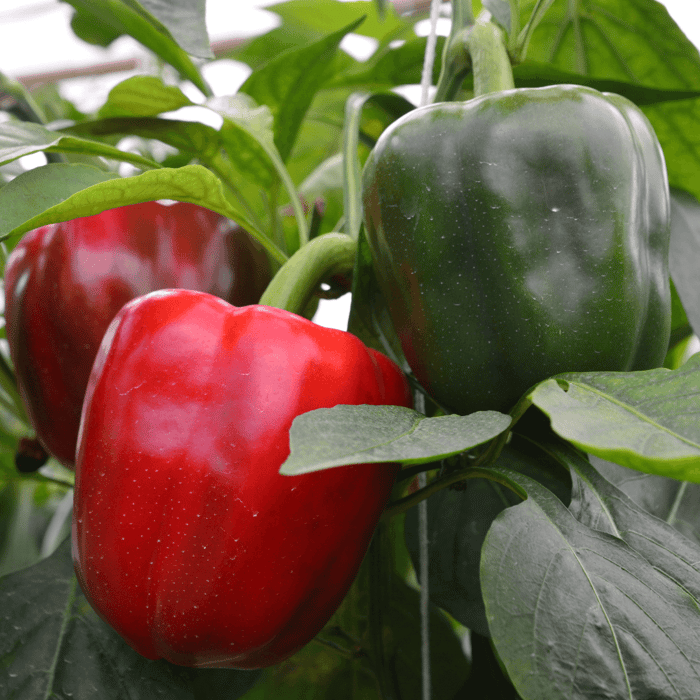 How to Grow Bell Pepper from Seed