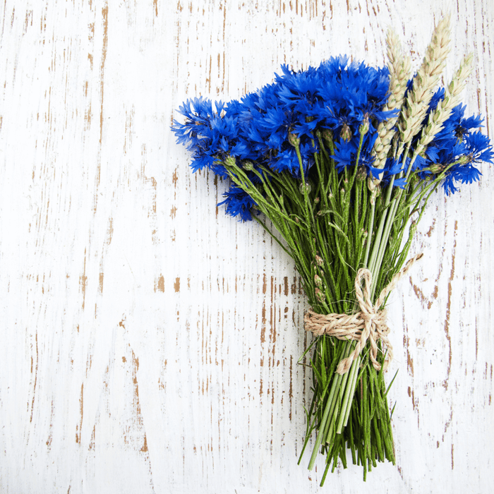 How to Grow Cornflowers from Seed (Bachelor Button)