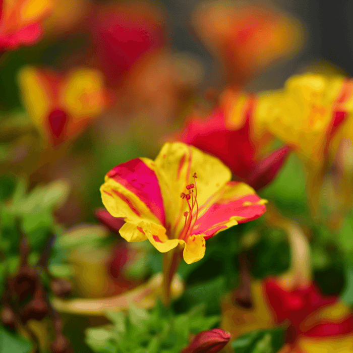 How to Grow Four O'Clocks (Mirabilis Jalapa) from Seed: An In-Depth Step-by-Step Guide