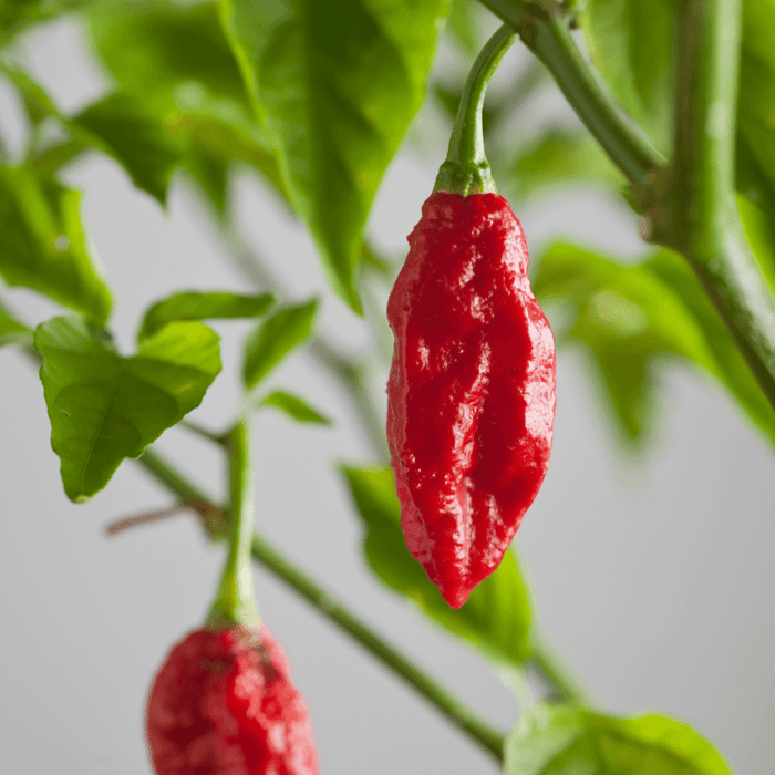 How To Grow Ghost Pepper Plants in Pots