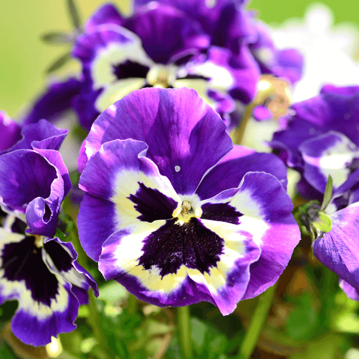 How to Grow Swiss Giant Pansy From Seed