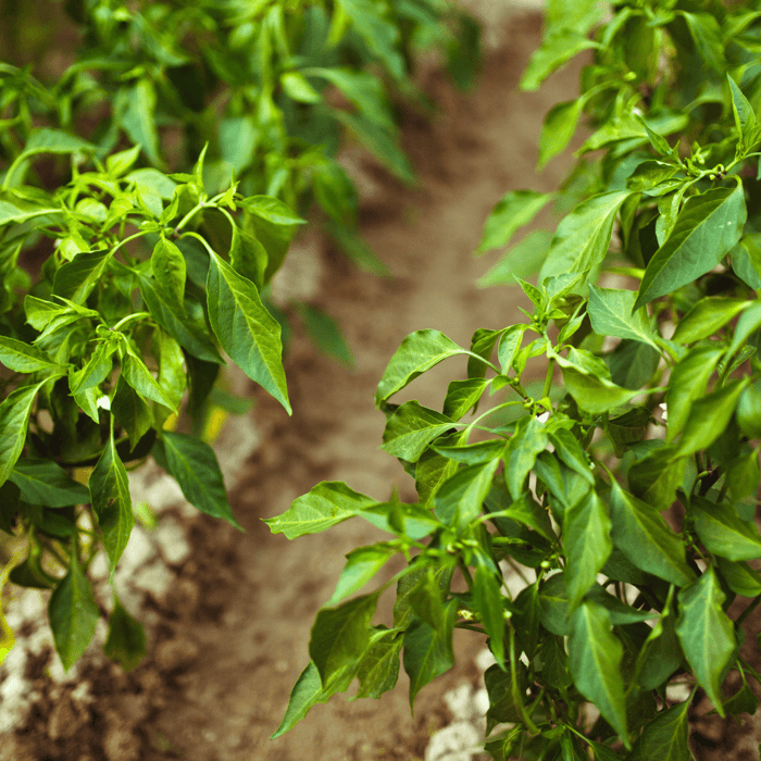 How to Prune Ghost Pepper Plants For Production