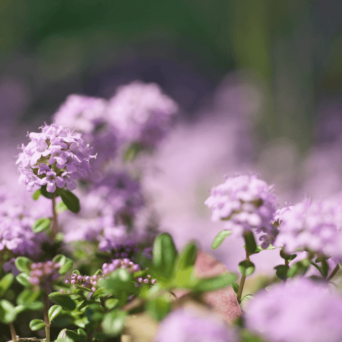 How To Sow Creeping Thyme Seeds - Gardeners Basics