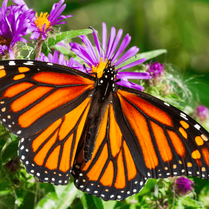 Plants that Attract Butterflies For Your Flower Garden
