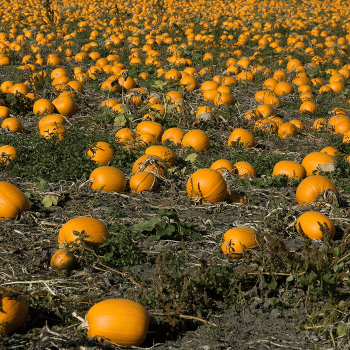 Pumpkin Companion Plants for the Perfect Pumpkin Patch