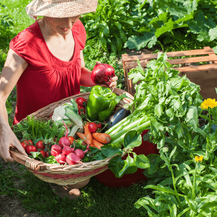 Discover the Benefits of the Seed Safe Survival Seed Packs from Gardeners Basics