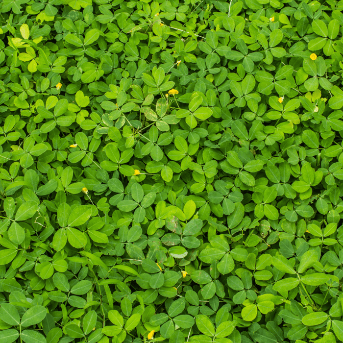 What is Cover Cropping For Gardens