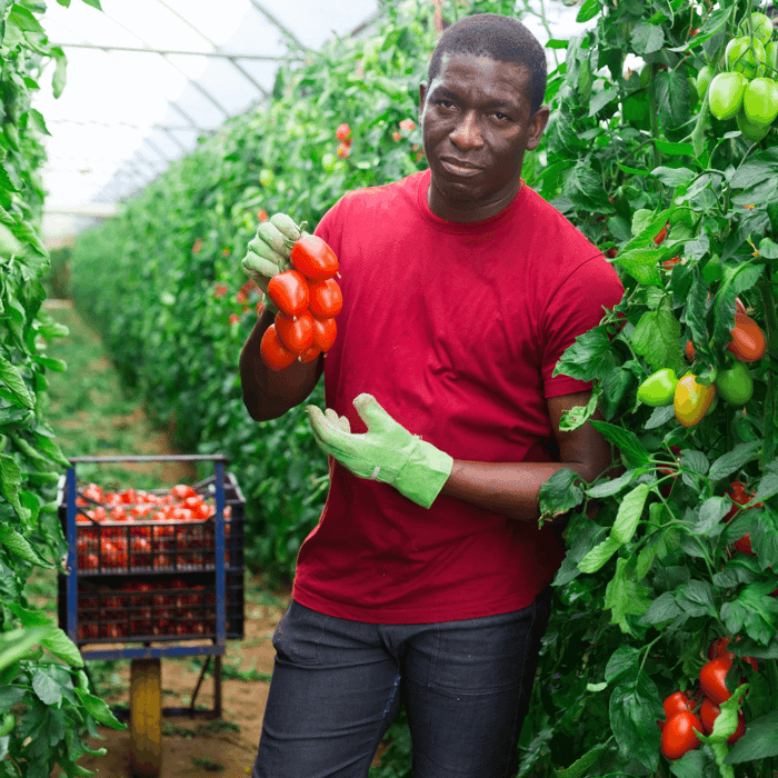 Why Are My San Marzano Tomatoes So Small?