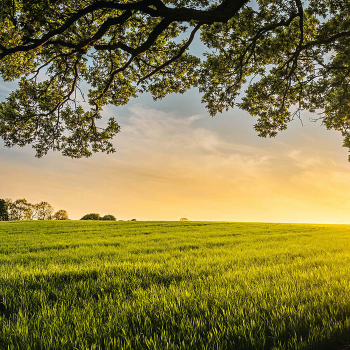 Glyphosate... The Hidden Guest at Your Table