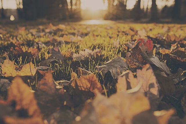 9 Avoidable Issues that Could Be Damaging Your Lawn This Autumn