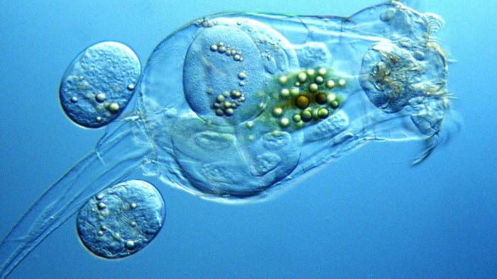 Advantages of Live Rotifers in Your Marine Aquarium Diet
