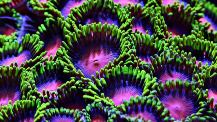 Soft Corals - What are the Best Foods to Feed them