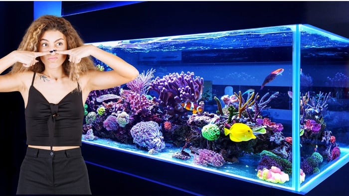 Why does my phytoplankton have a strong odour?