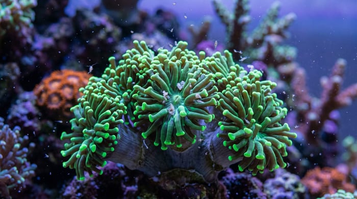 Coral feeding - LPS coral extending polyps to capture live zooplankton in a reef tank