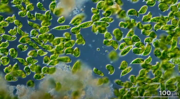 Do Corals Eat Plankton?