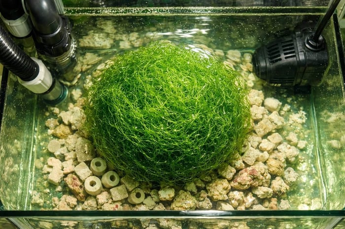 How to set up a refugium - chaetomorpha macroalgae and copepods in a reef tank sump