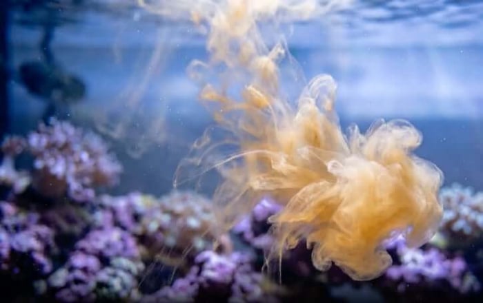 Phytoplankton dosing in a reef tank, an amber plume dispersing through the water above coral colonies