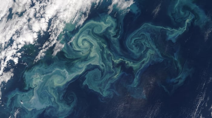 Live Phytoplankton for Reef Tank Health: The Ocean Runs on It, and So Does Your Tank