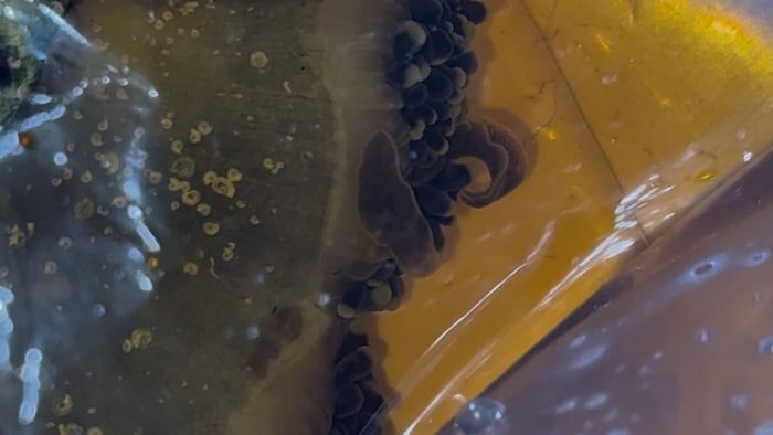 The Ultimate Guide to Beating Euphyllia - Eating Flatworms