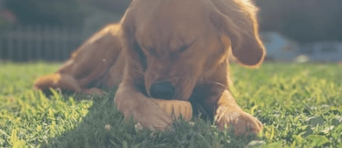 Courtesy of WOOF (Woof Pupsicle Recipes)