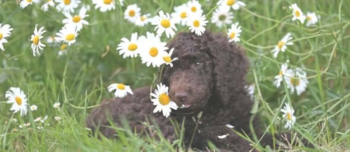 Spring Hazards: Safety Tips For Your Dog