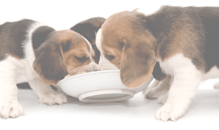 Puppy Feeding Guide