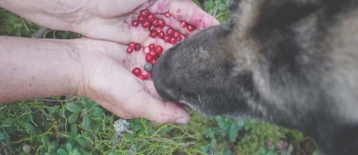 Can dogs eat berries?