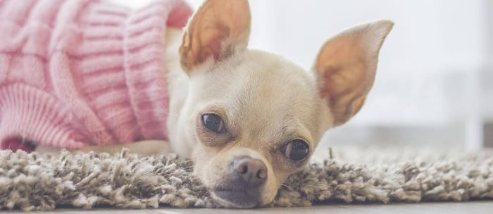 Chihuahua Dental Health