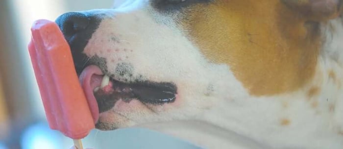 Easy 'No-Bake' Dog Treat Recipes for Spring