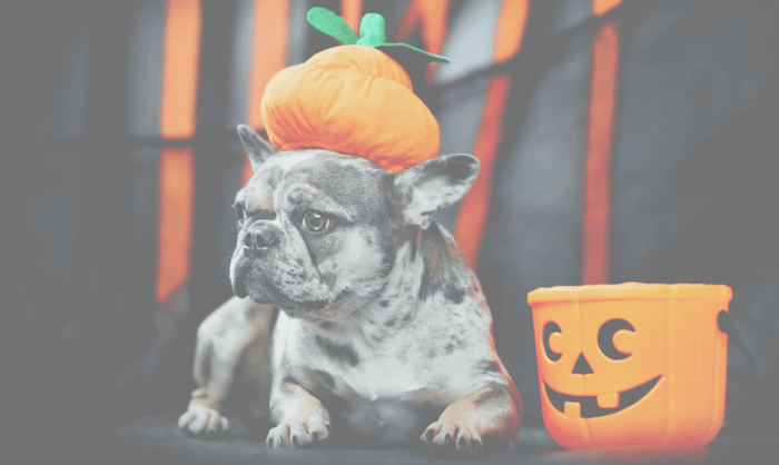 Halloween hazards for dogs