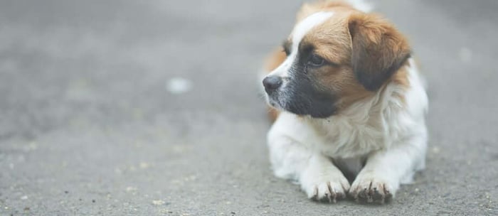 How to protect dog paws from hot pavement