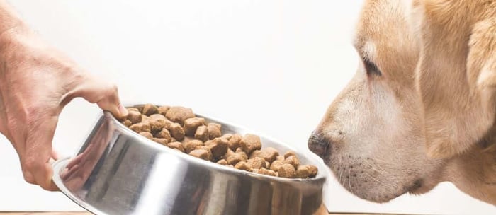 5 Easy Ways to Help a Picky Dog Get Excited About Mealtime Again