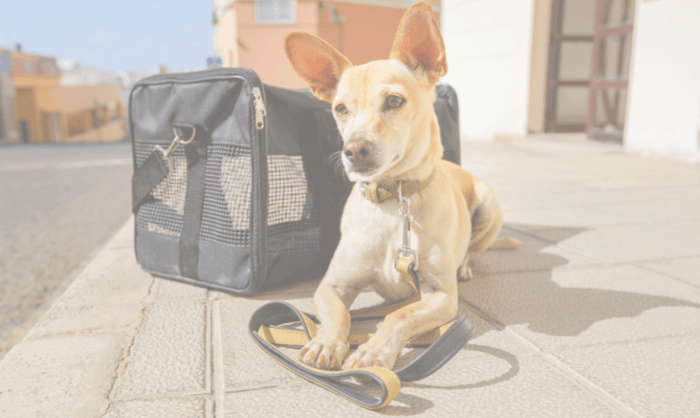 7 tips for stress-free travel with anxious dogs