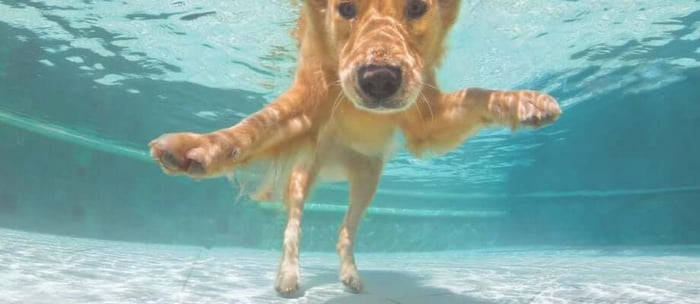 Summer Dog Safety: Tips for Keeping Your Pup Cool