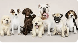 The Healthiest and Unhealthiest Dog Food of All