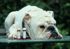 Homeopathy for Bulldogs is Effective