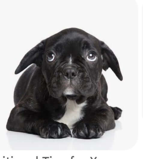 Help! My Dog is Anxious!