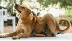 Natural solutions for itchiness exist