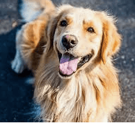 The Cancer Rate in Dogs is Increasing