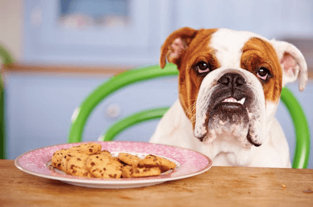 Excess Sugar is a Killer