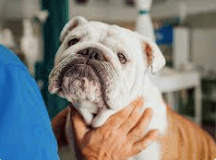 Heartworm Medication is not Risk-Free