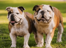 Natural Solutions for Cysts Exists