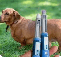 The Demand for Ozempic for Dogs is Increasing