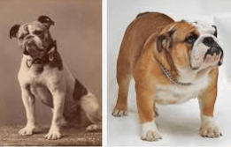 The Bulldog Breed Needs Our Help