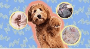 Candida Overgrowth Symptoms Should not be Ignored