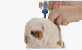 Routine Booster Shots could be really Harmful