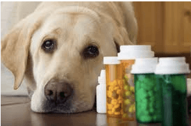 Antibiotic Alternatives